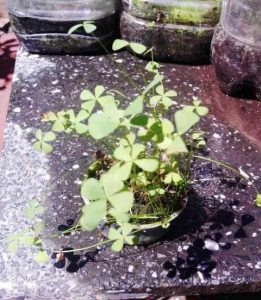 Cultivo emergido
