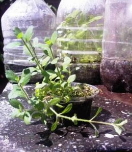 Cultivo emergido