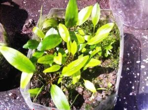 Cultivo emergido