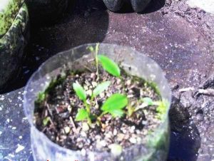 Cultivo emergido