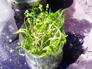 Cultivo emergido
