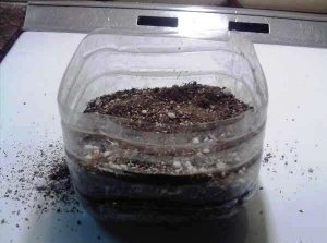 Cultivo emergido