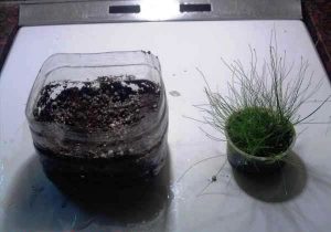 Cultivo emergido