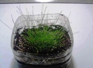 Cultivo emergido