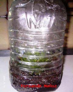 Cultivo emergido