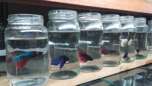 Betta Beta