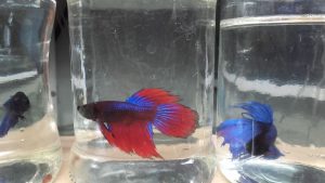 Betta Beta