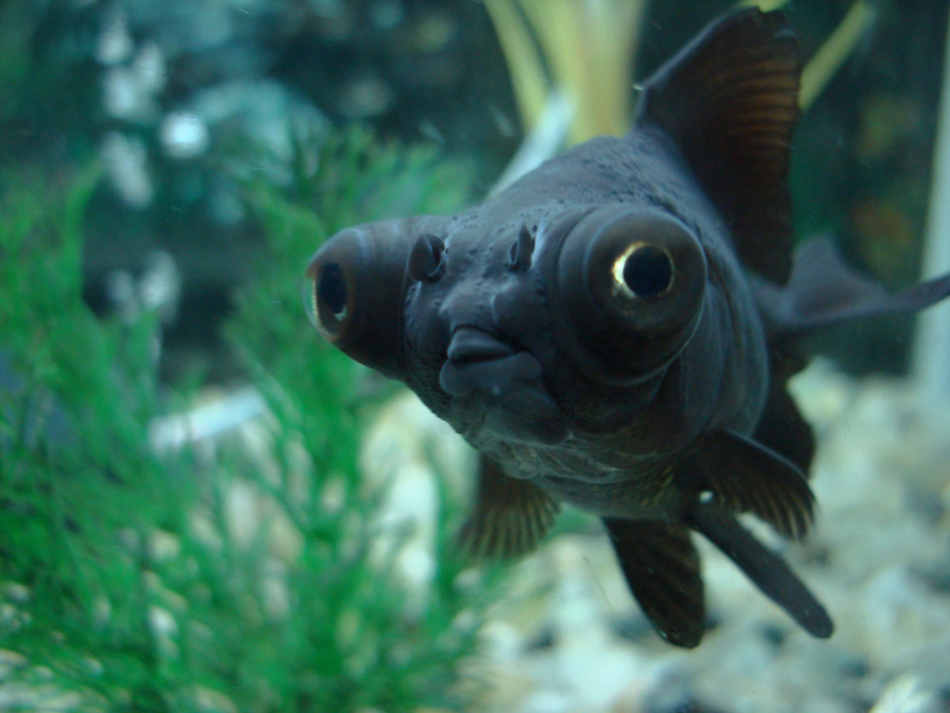 Black_Moor_Fish