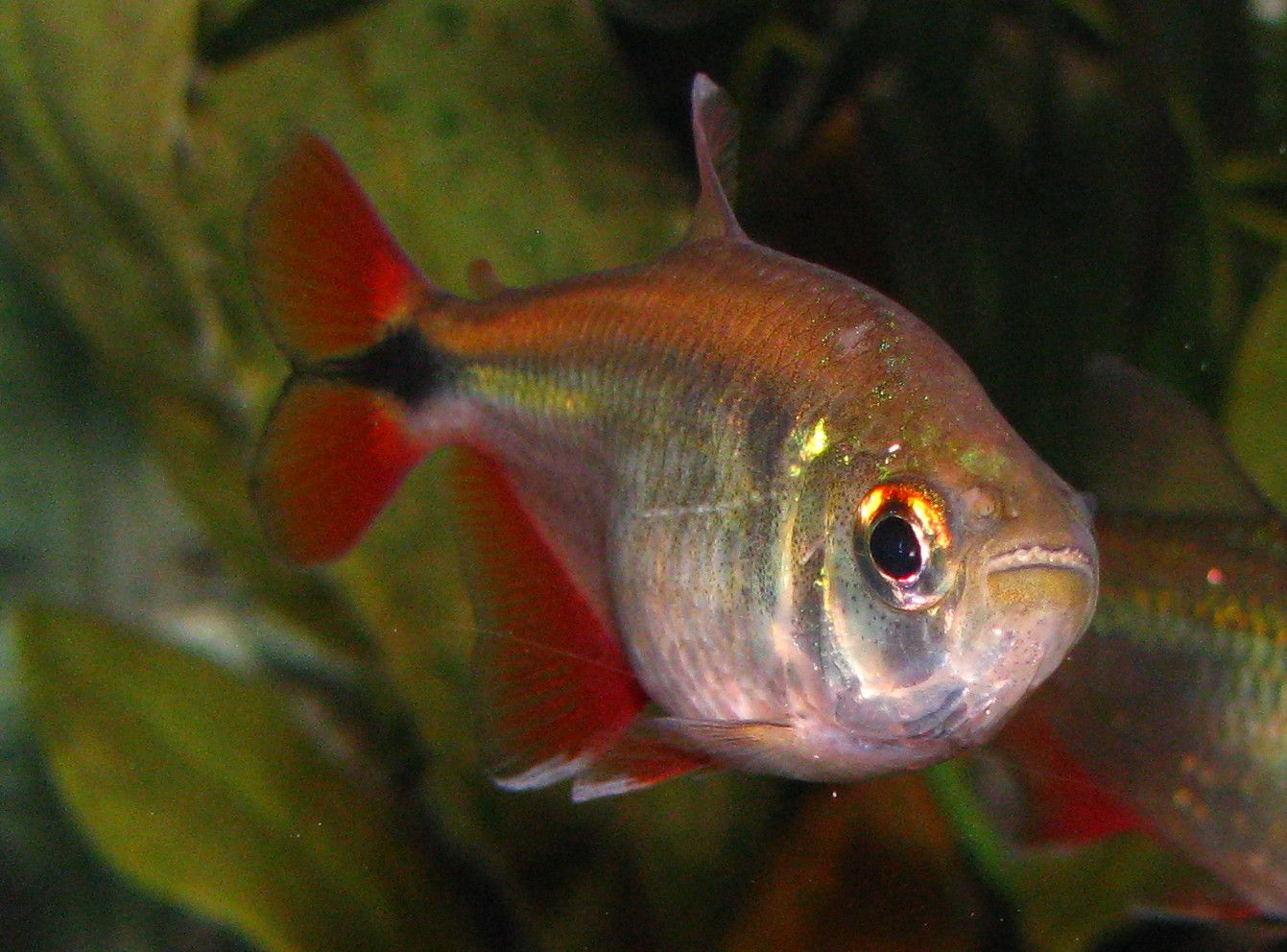 Tetra Buenos Aires