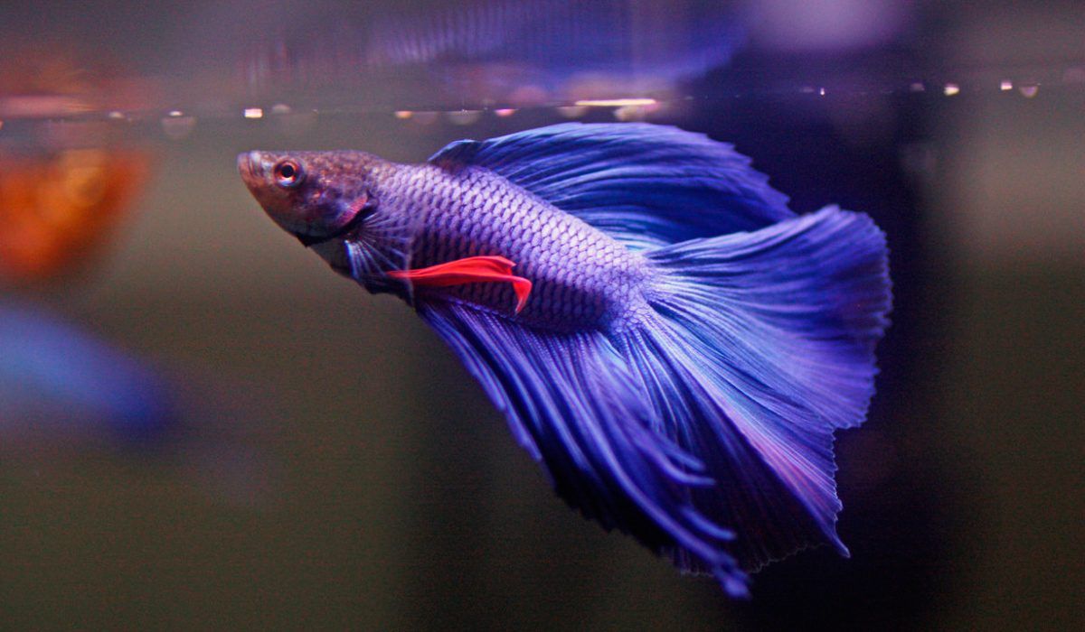 beta splendens