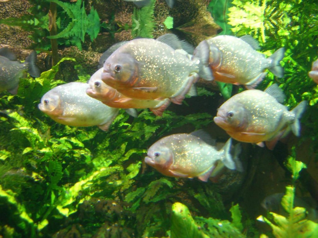 palometa