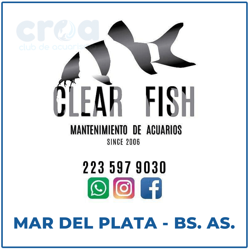 Clear Fish