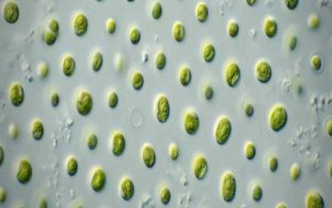 Nannochloris sp.